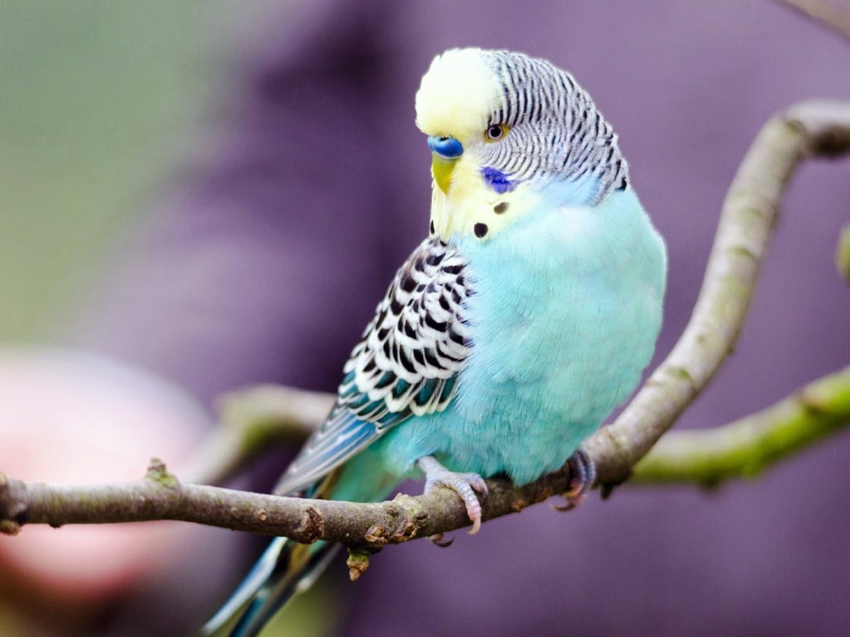 Волнистый попугайчик голубожелтый