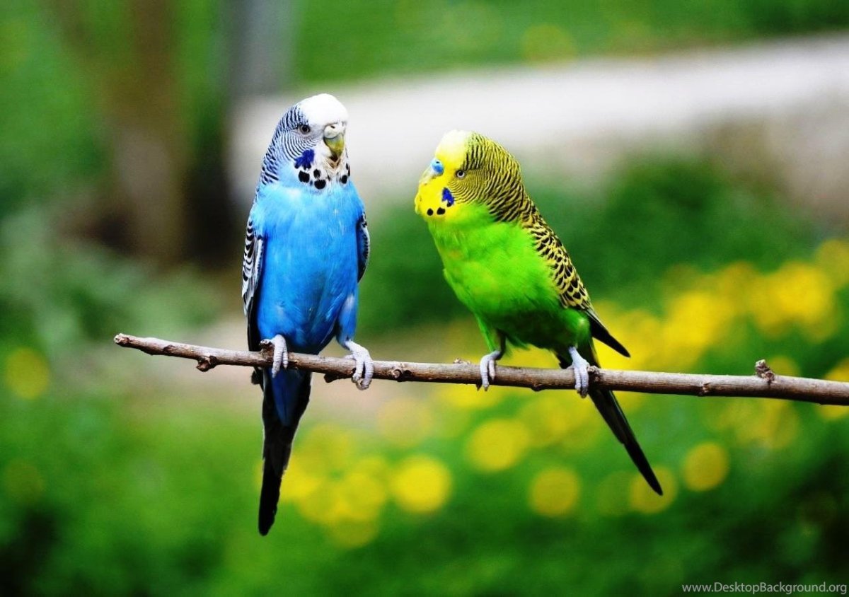 Волнистый попугайчик голубой с желтым