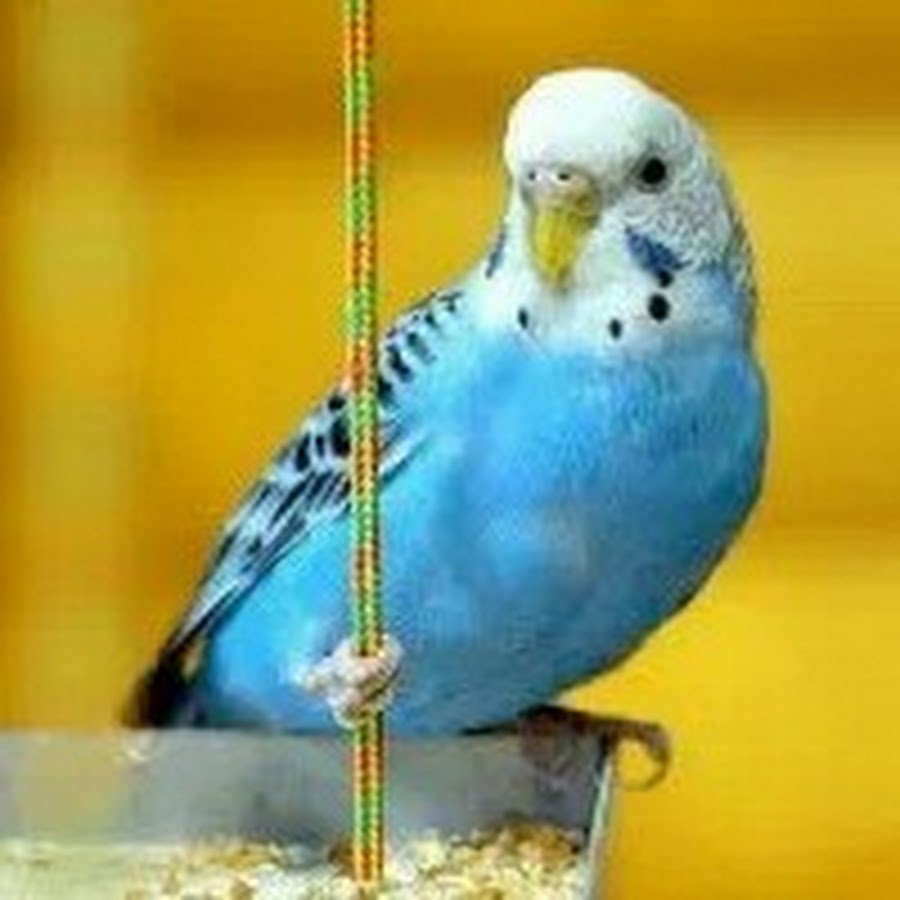 Попугай Ваня