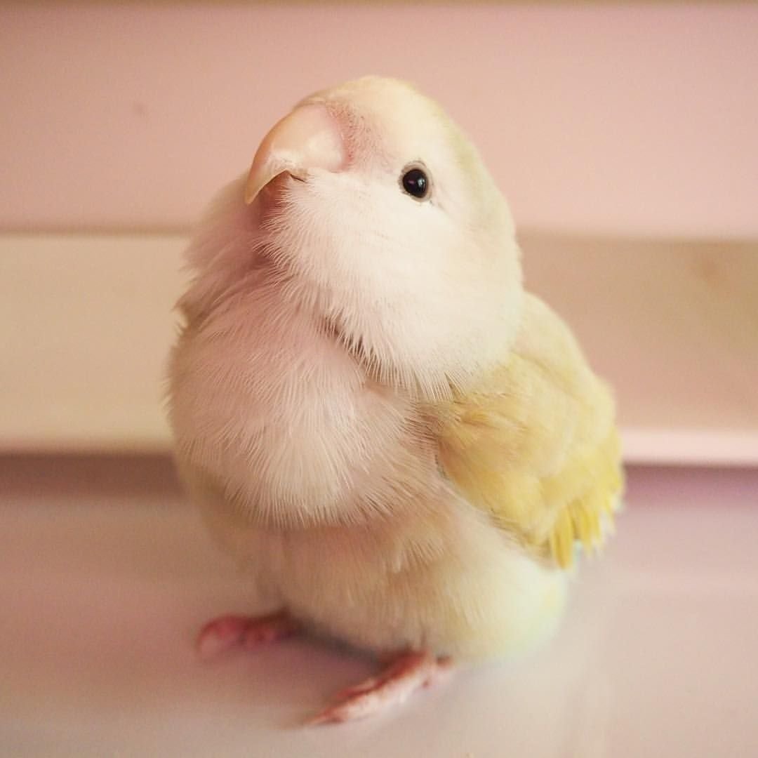 Волнистый попугай розовый