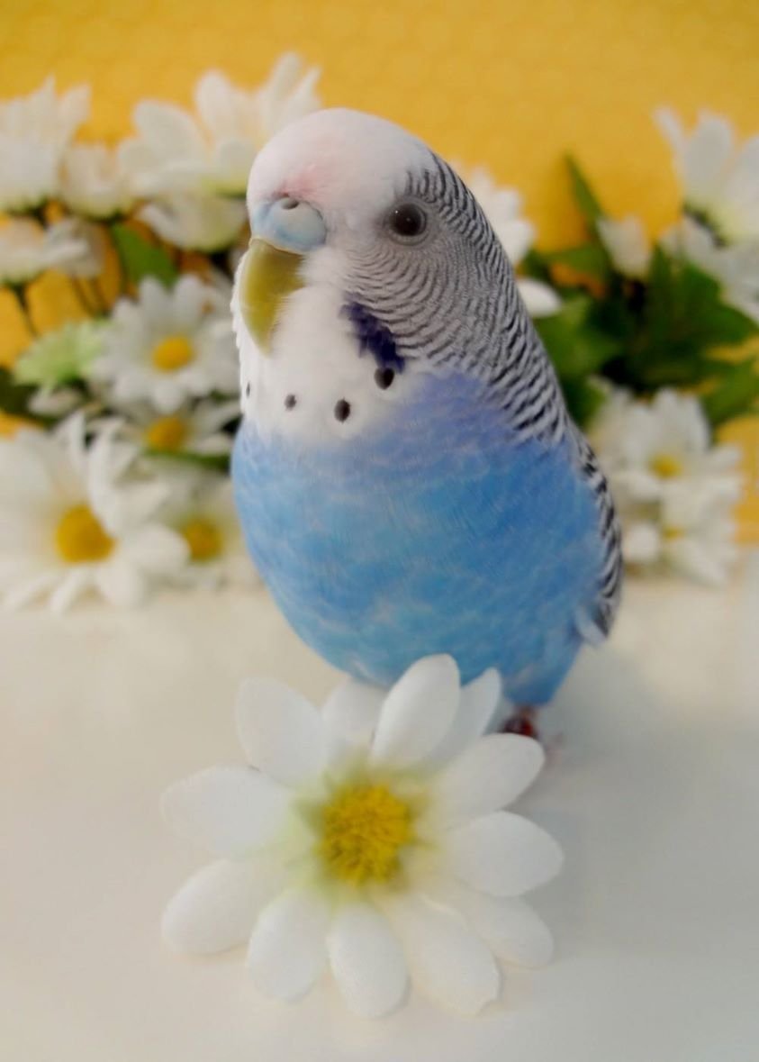 Волнистый попугай розовый