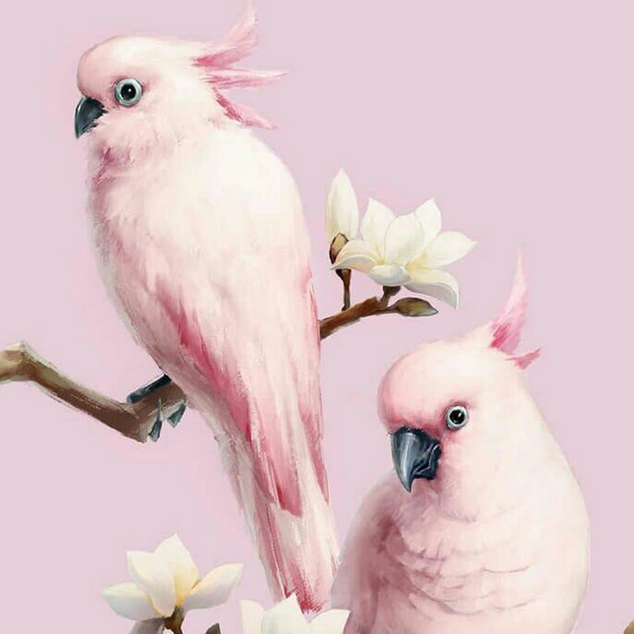 Попугаи розовые обои