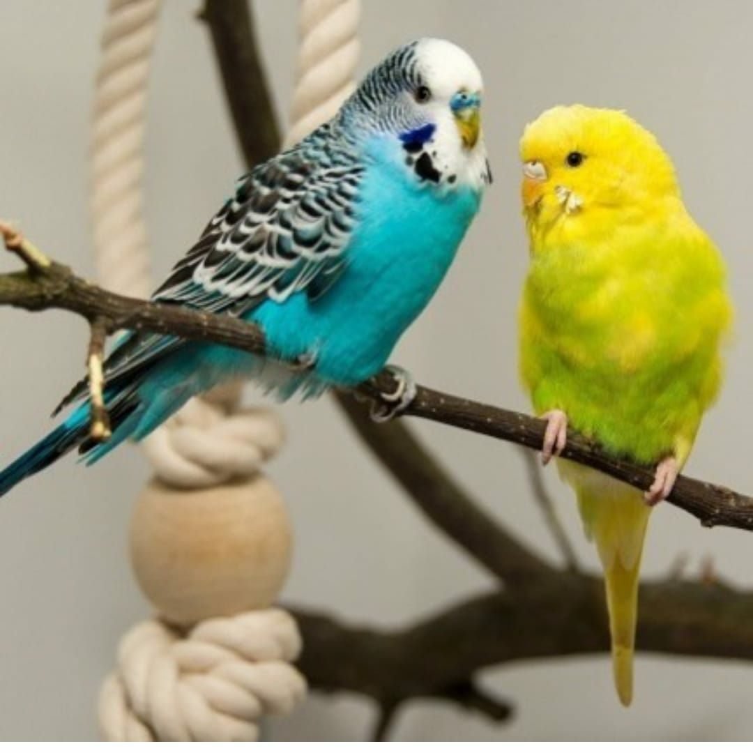 Волнистые попугайчики молодые