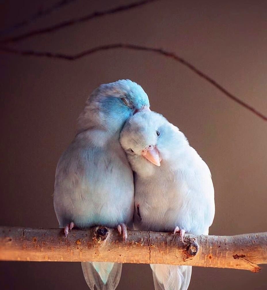 Волнистые попугайчики неразлучники