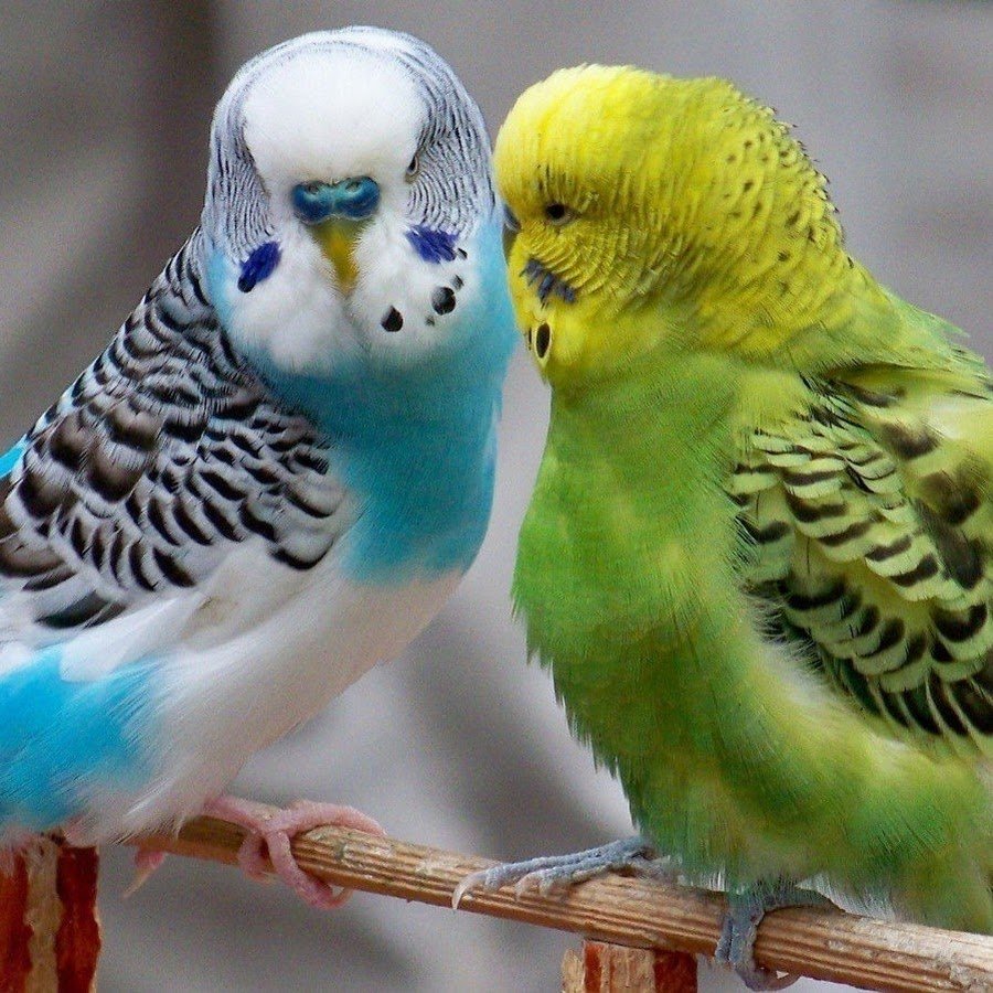 Чириканье волнистого попугая чириканье волнистого попугая