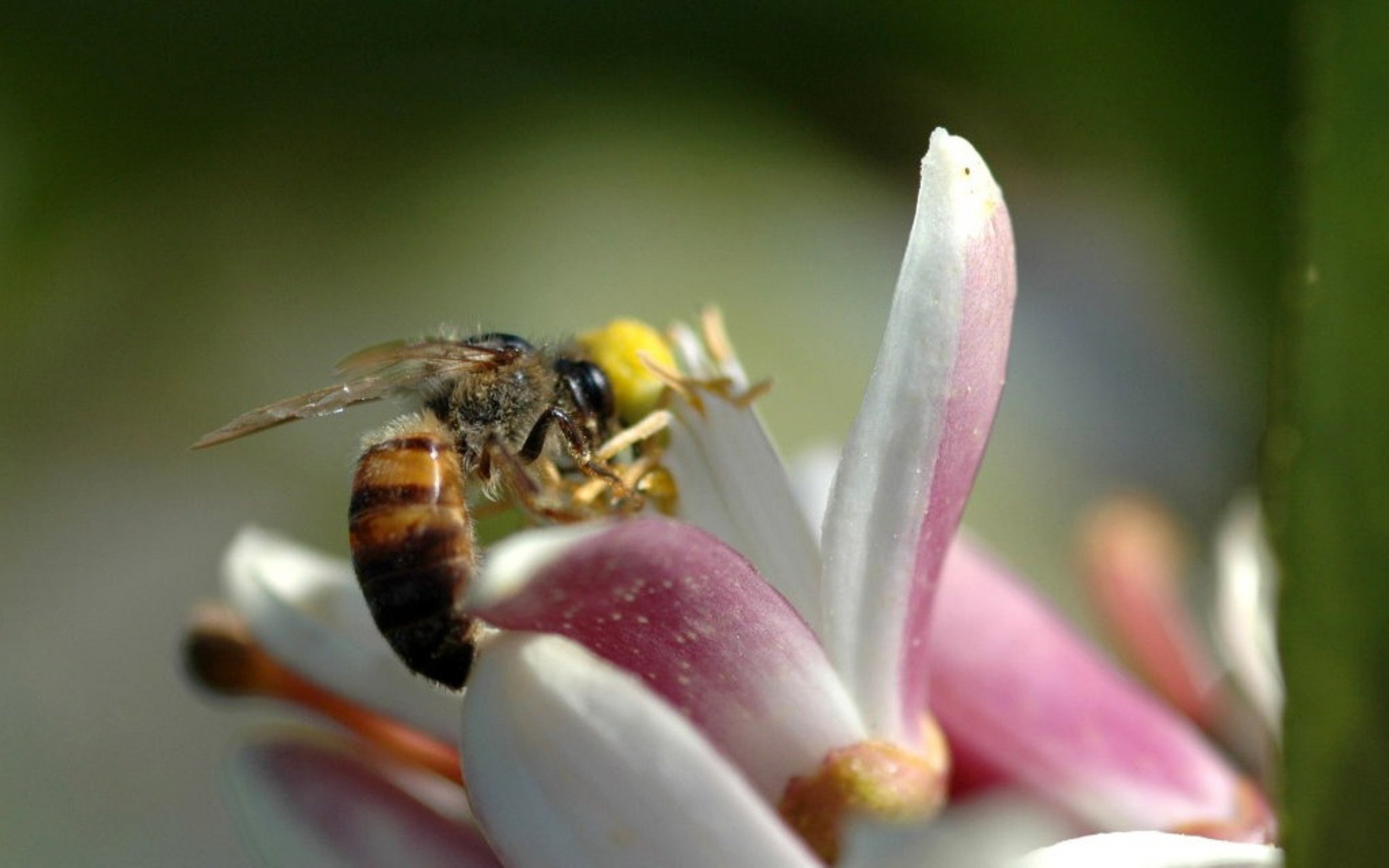 Виды нектара. Пчелы опыляют растения. Опыление растений насекомыми. Растения опыляемые насекомыми. Опылители цветов насекомые.