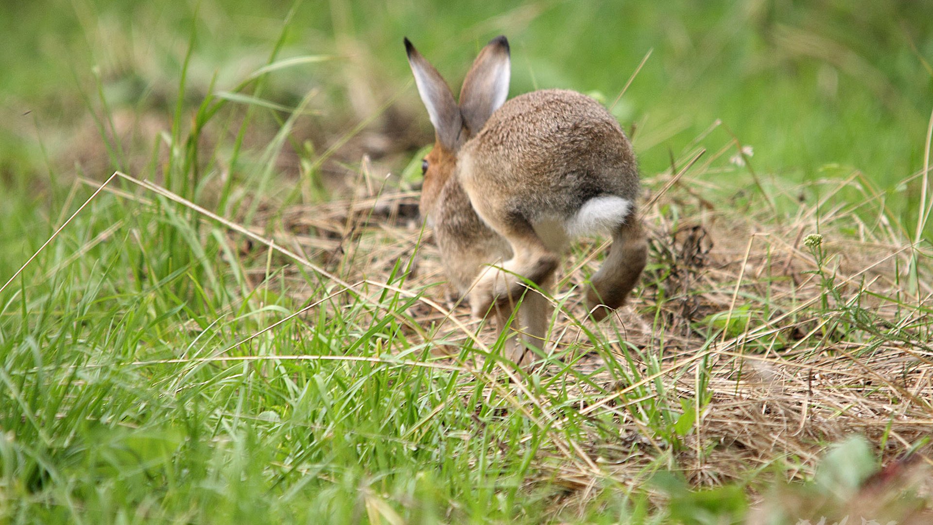 Заяц сразу. Хвост зайца русака. Заяц Русак и кролик. Зайчик в лесу. Заяц прыгает.