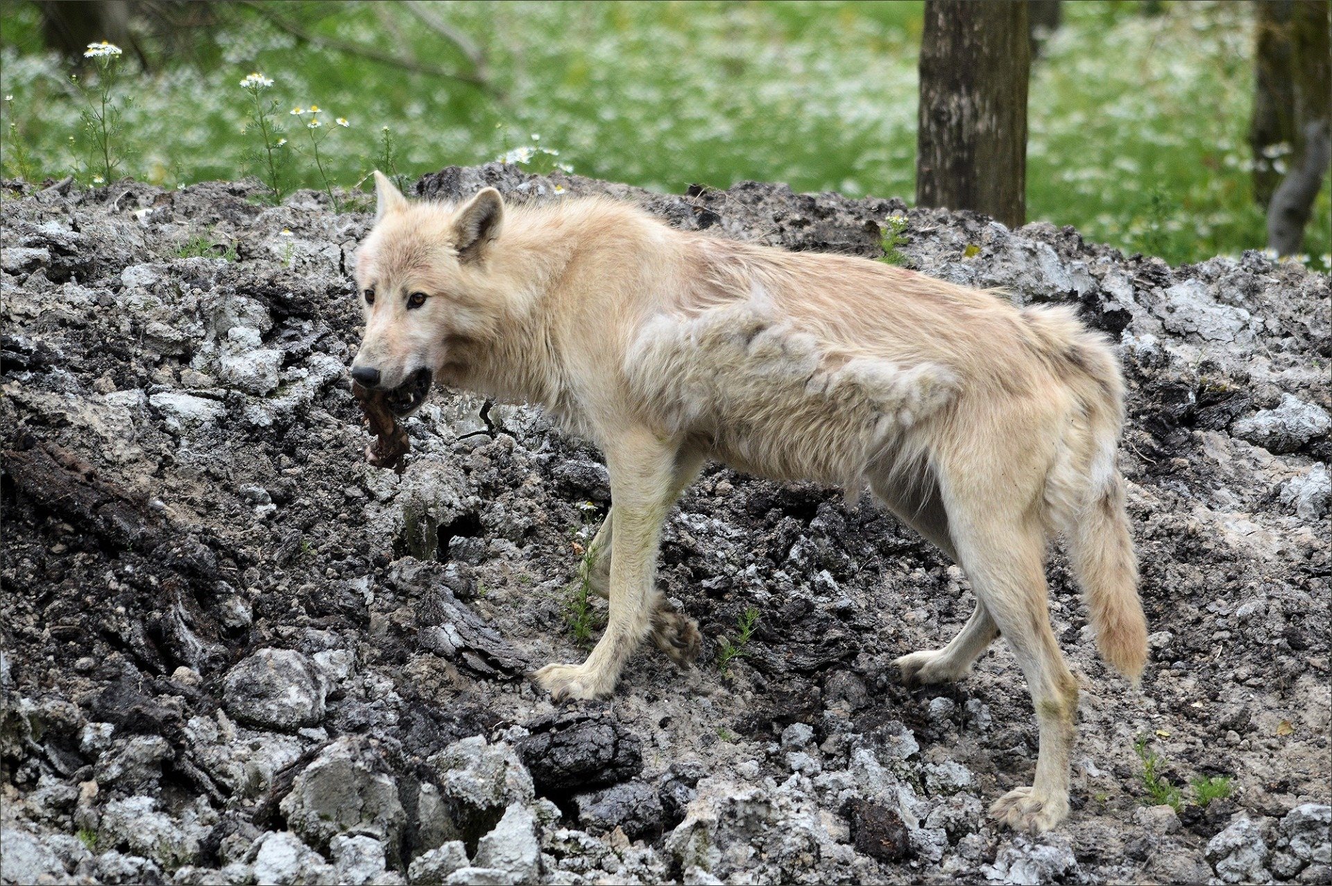 Дикая жизнь волков. Canis Lupus familiaris. Бродячий волк.