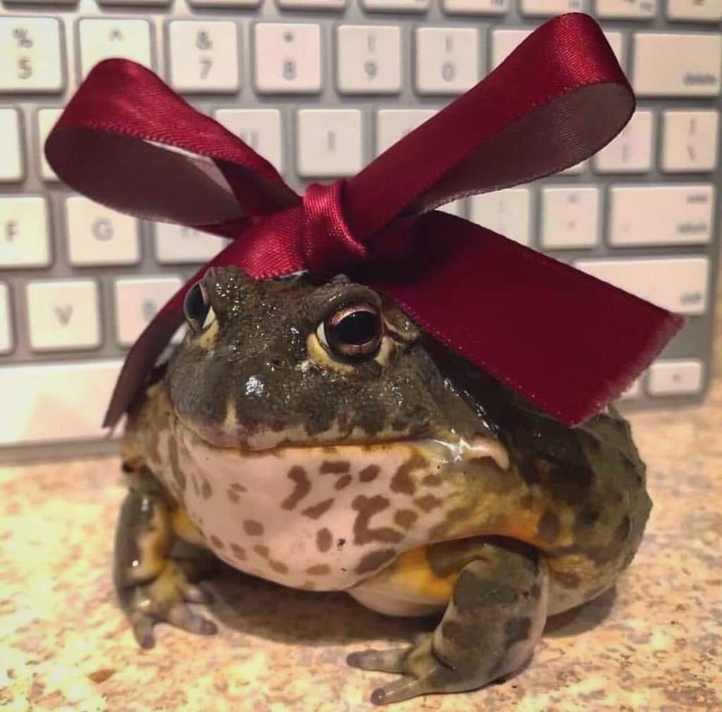 Милые лягушки