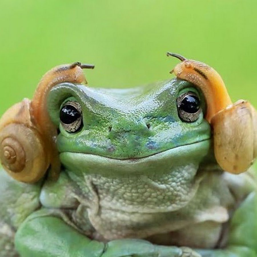 Жаба с фотоаппаратом