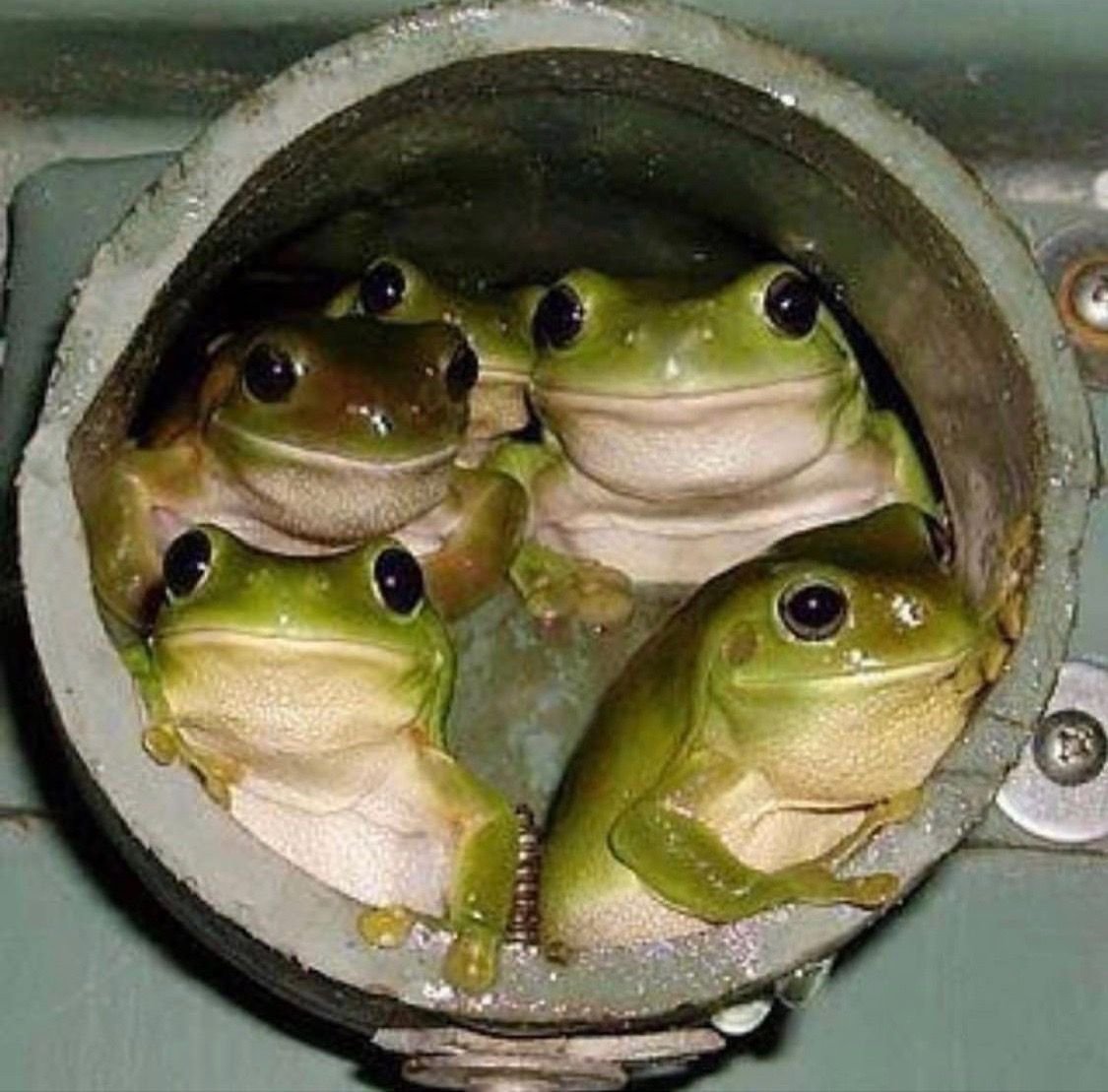 Крутая лягушка