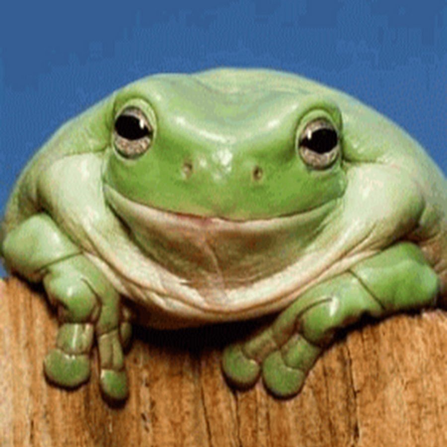 Довольная лягушка