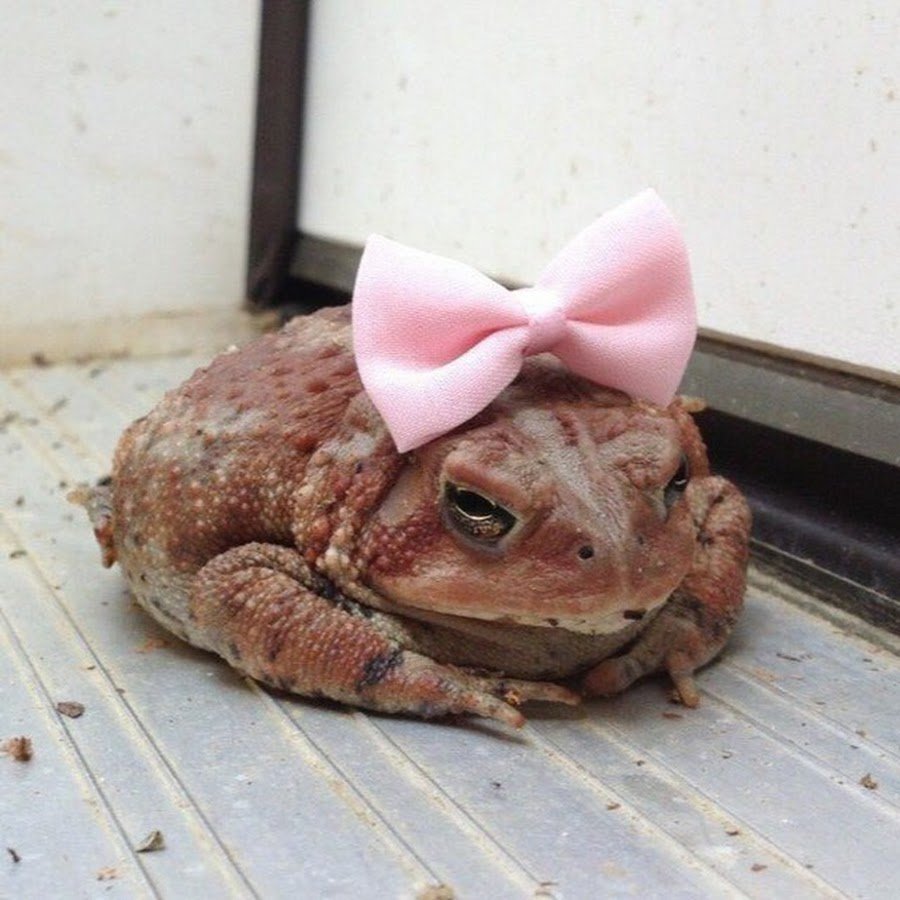 Лягушка в шляпке