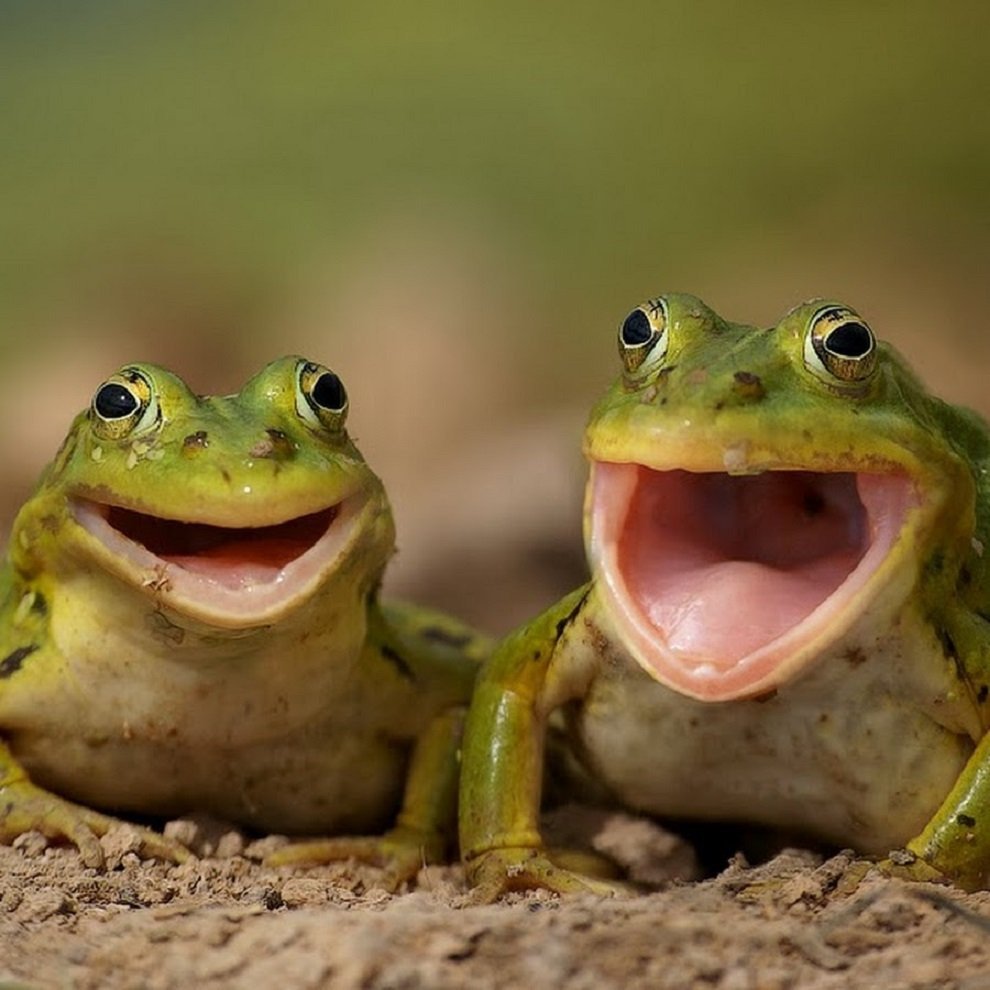 Жаба в шляпе