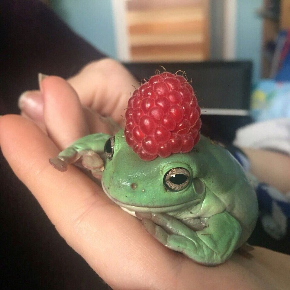 Жаба водоносец Эстетика