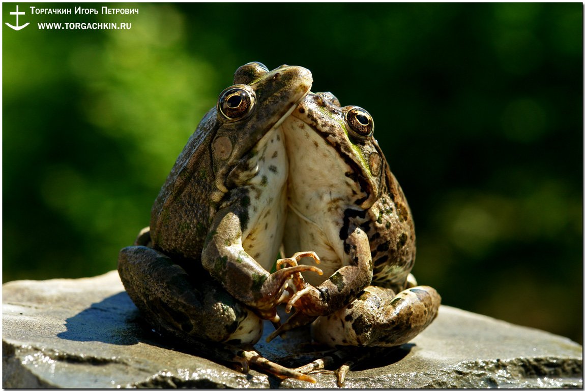 Прикольные лягушки с надписями