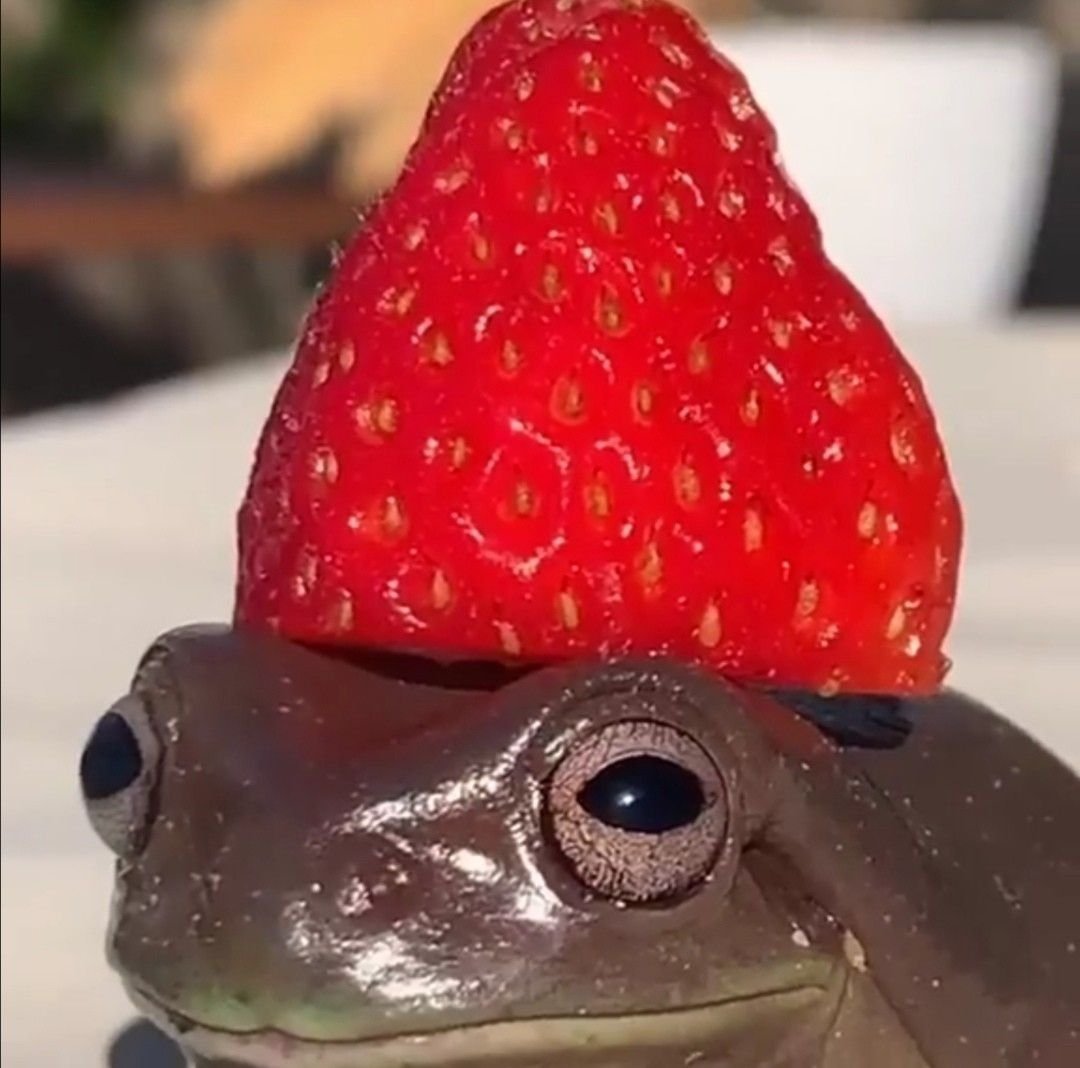 Южноафриканский узкорот