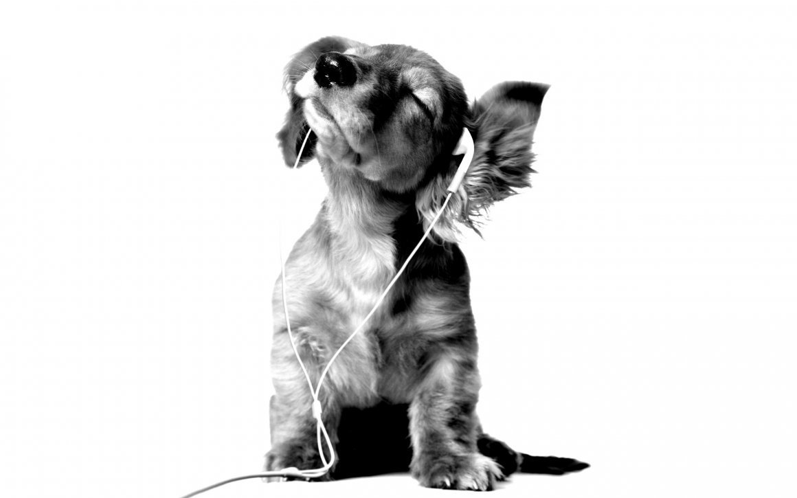 Our Dog has three … Puppyspuppiespuppypuppis