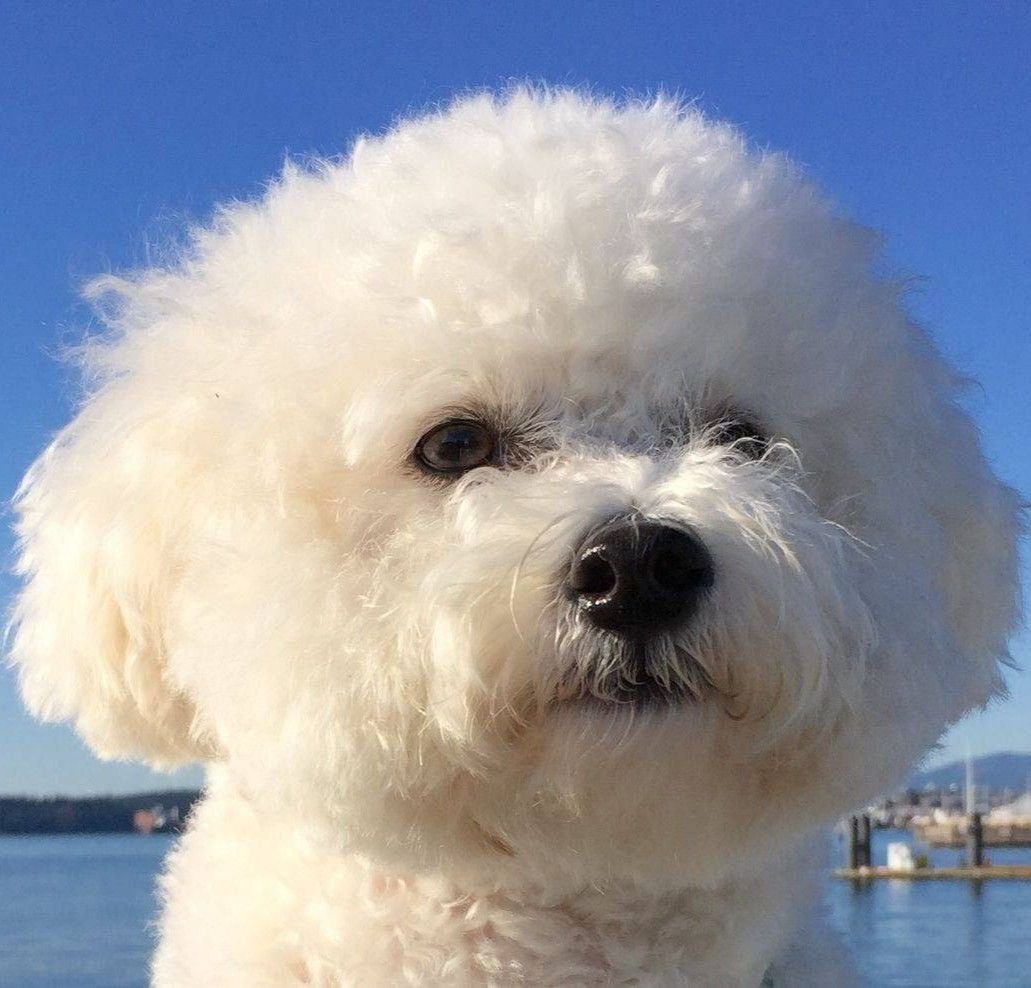 Bichon Frise Puppy