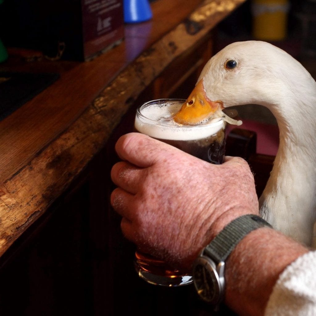 Пьяная утка