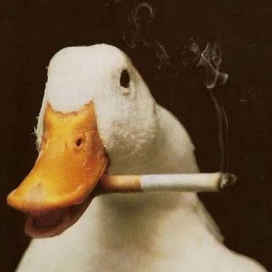 Утка в поварском колпаке