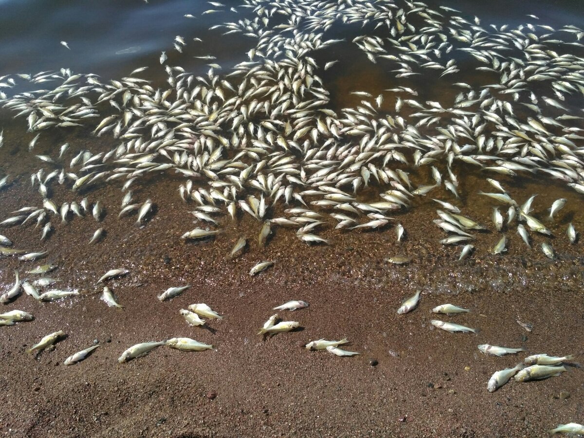 Баклан птица Балтийское море