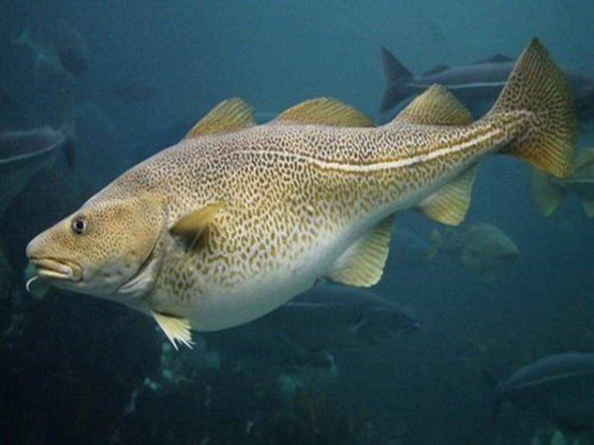 Кумжа финский залив