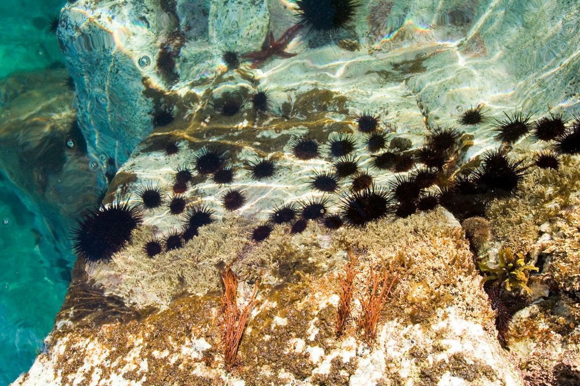 Рыбы обитающие в финском заливе