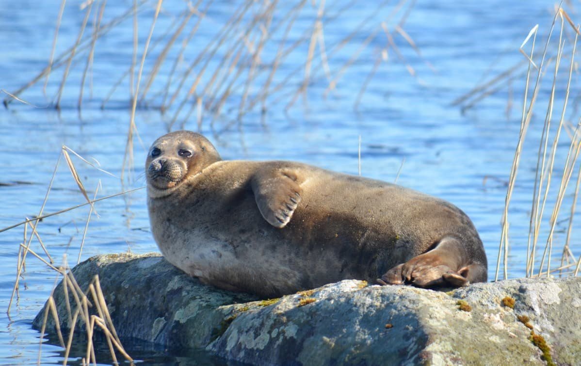 Судак на льду