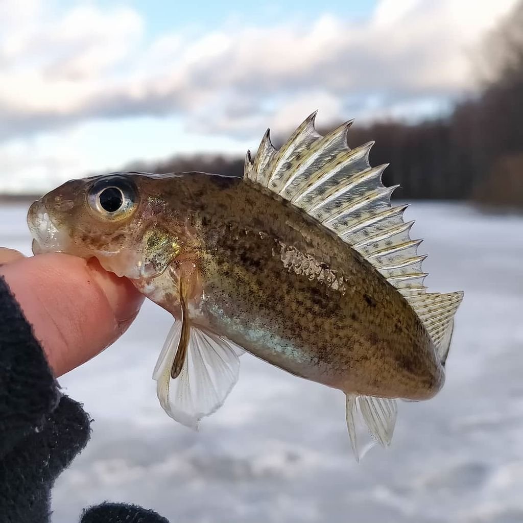 Нерпы в финском заливе
