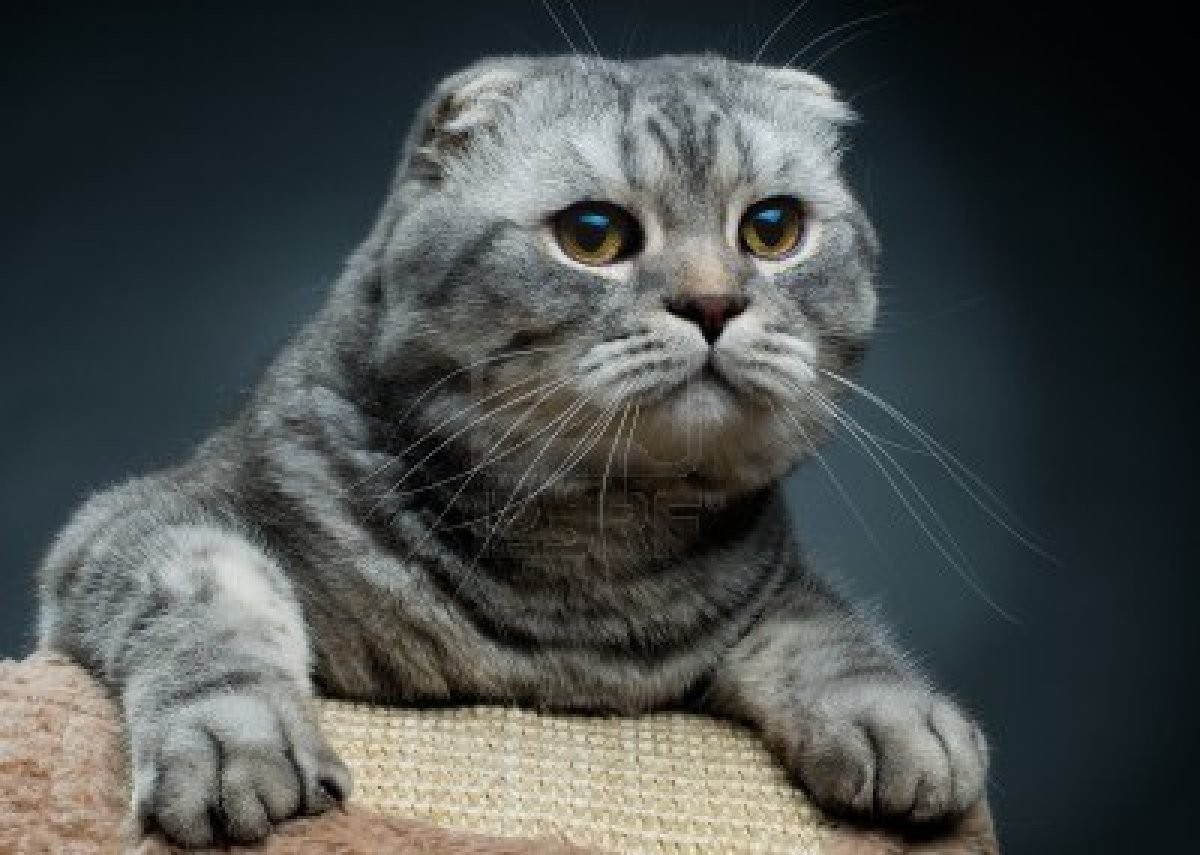 Шотландец вислоухий серый полосатый