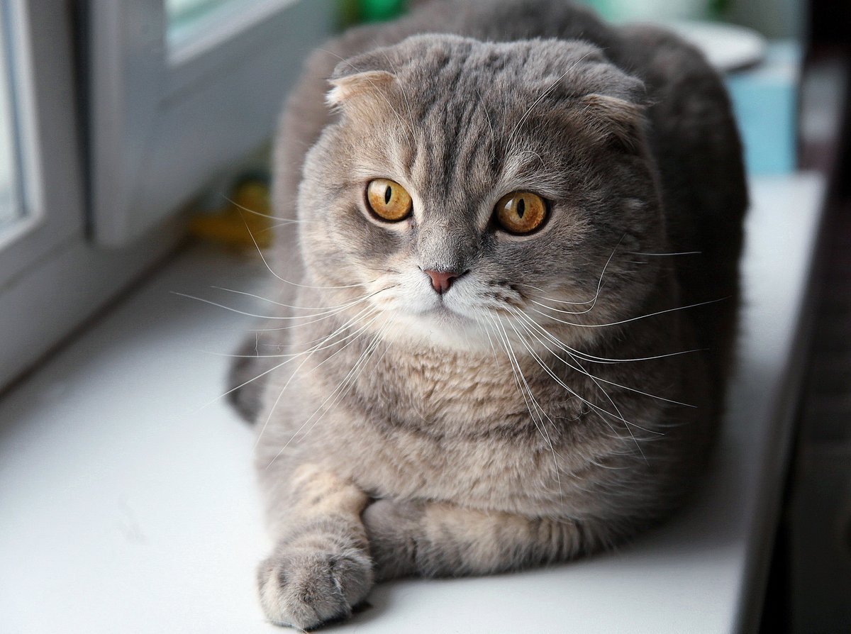 Шотландская вислоухая кошка белая с серым