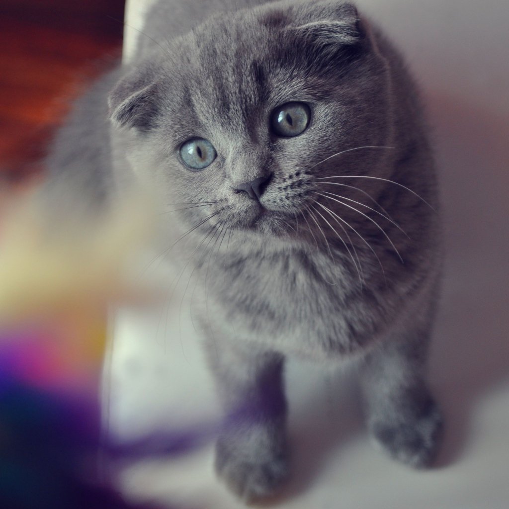 Британская кошка серая