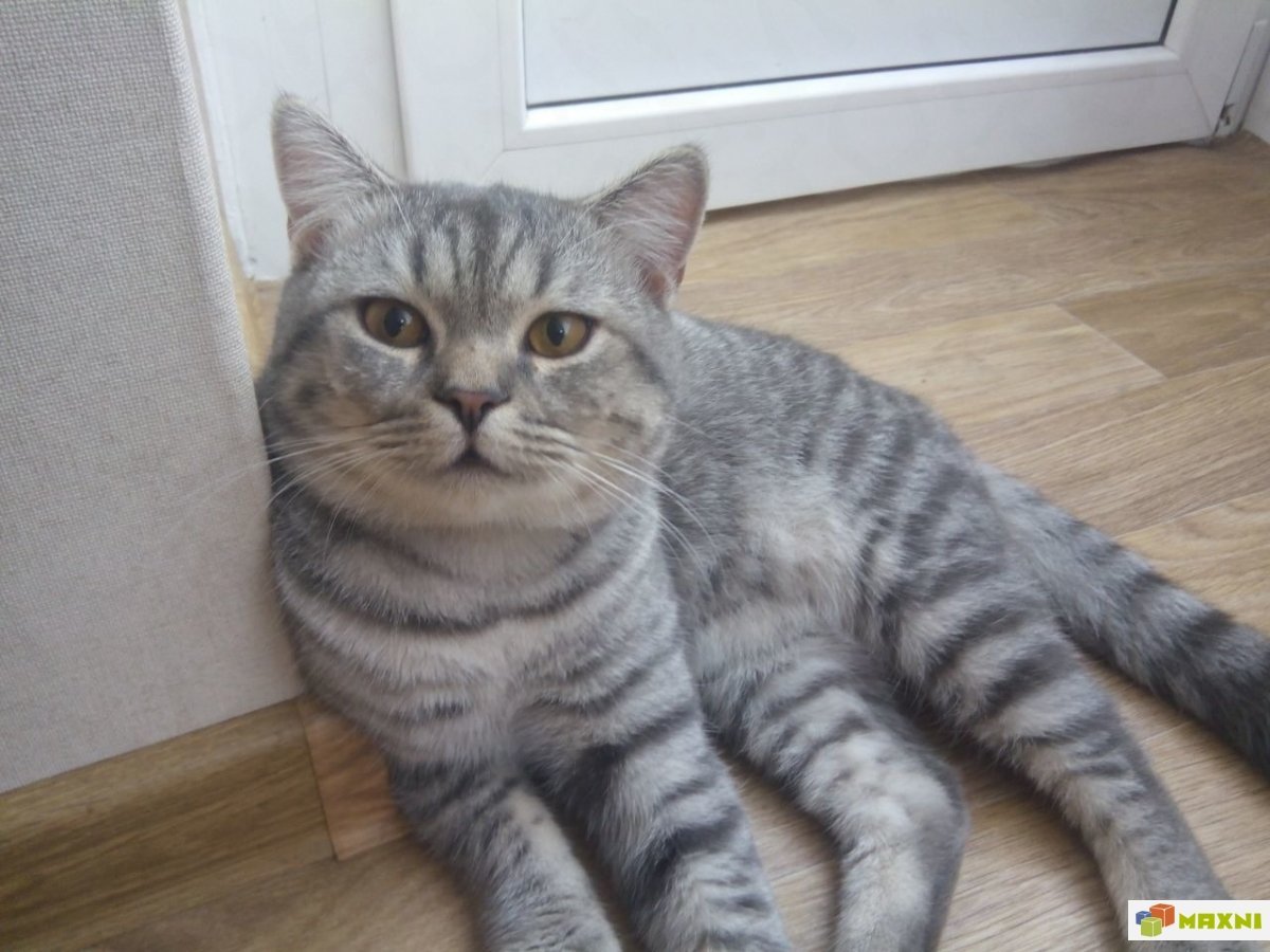 Сибирская вислоухая кошка