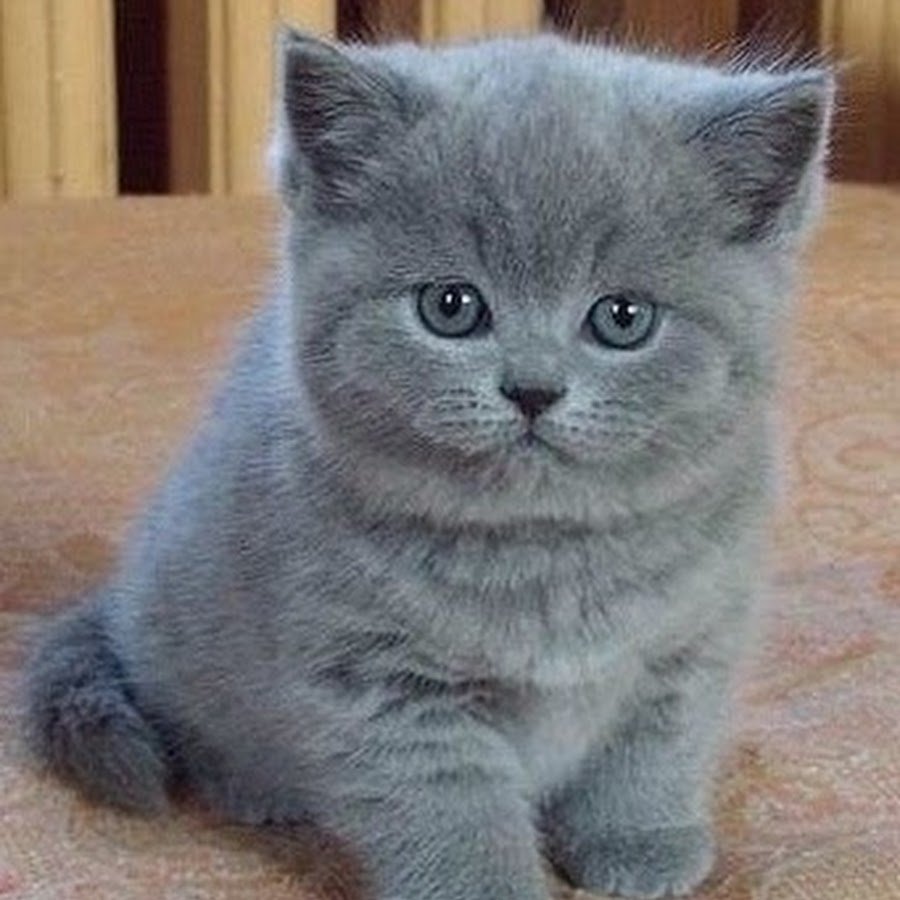 Шотландцы котята вислоухие 3 месяца