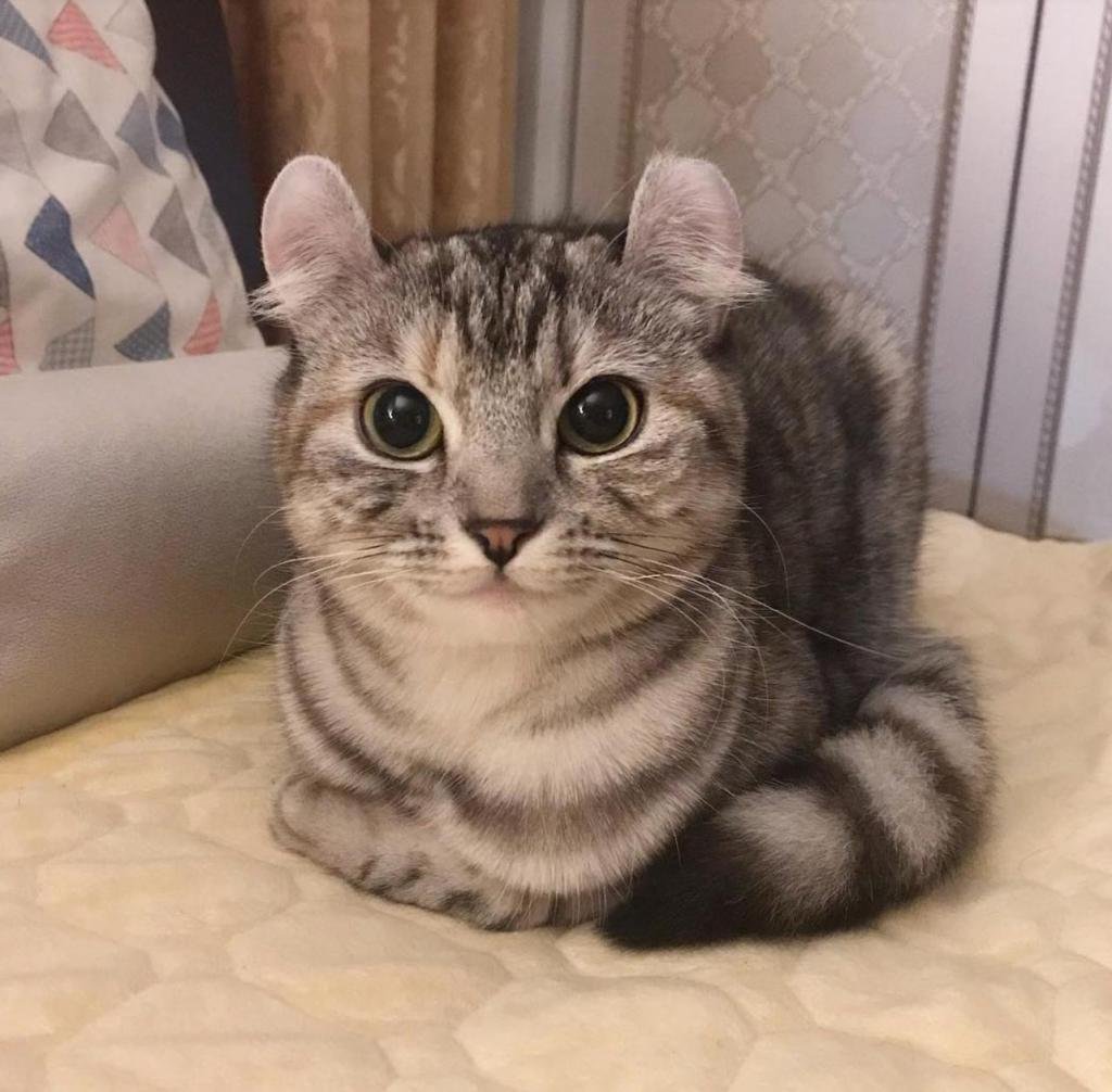 Коты с круглыми ушами