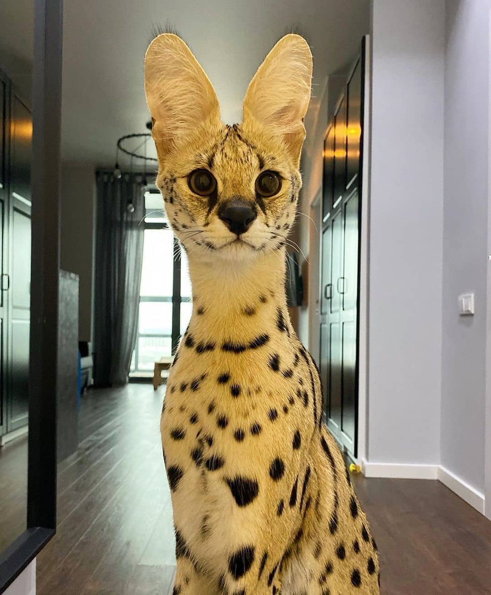 Африканский кот сервал