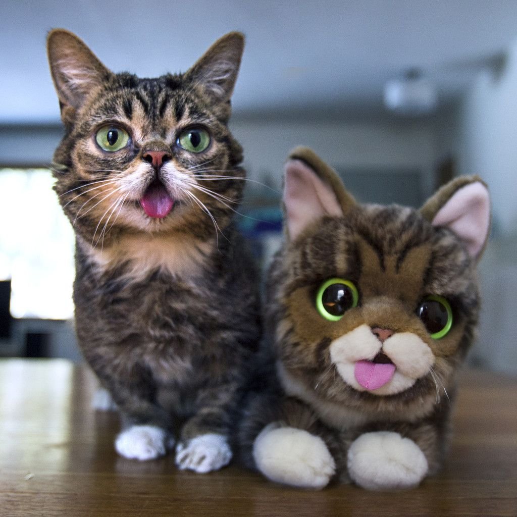 Необычные котята