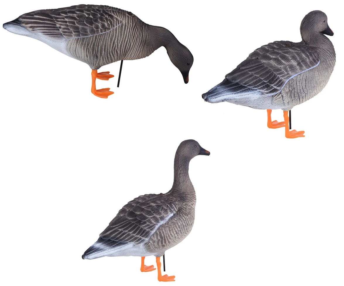 Гусь гуменник профиль