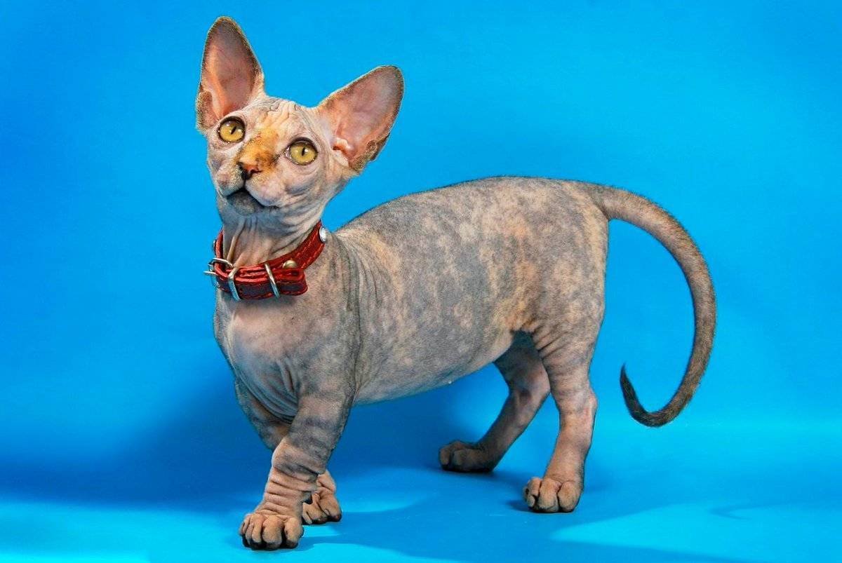 Кот Корниш рекс