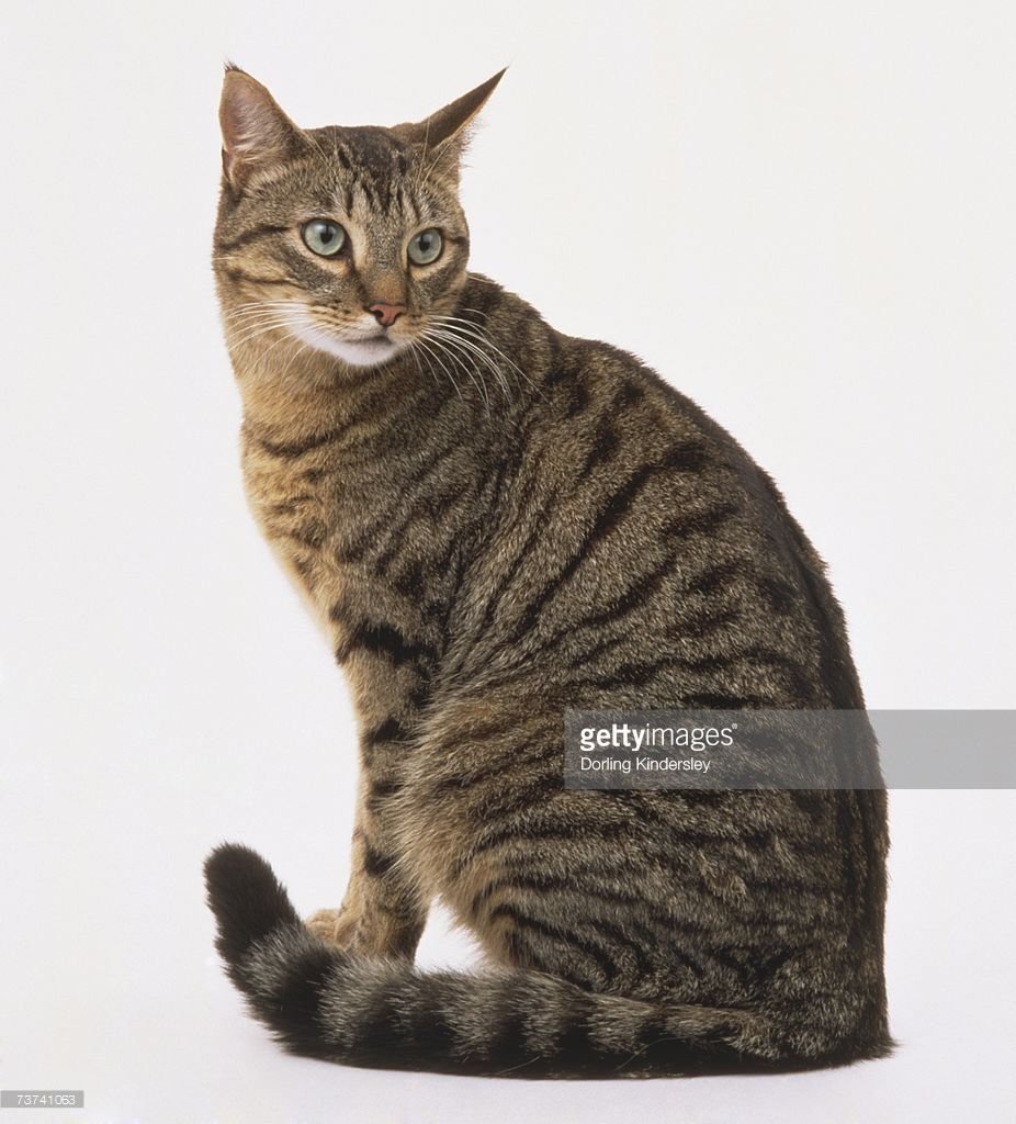 Азиатская табби кошка