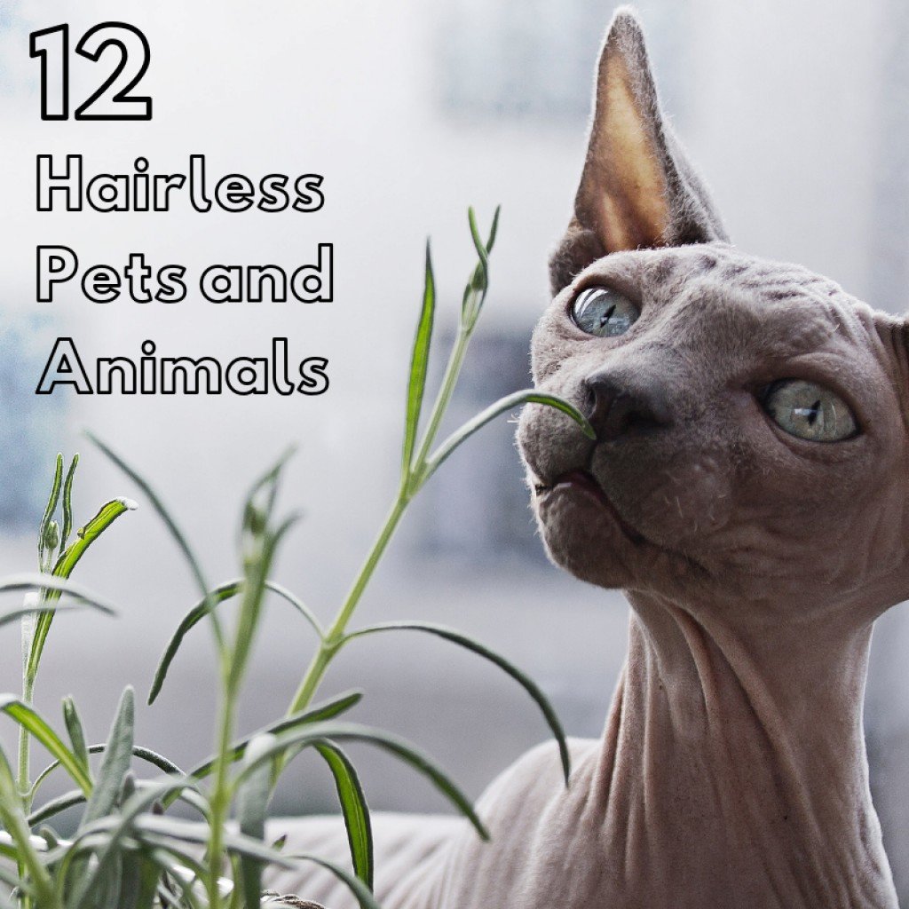 Смешные животные с фразами