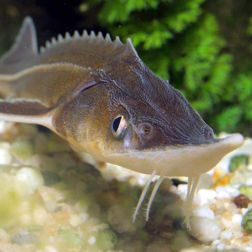 Мурманский Рыбак Роман Федорцов