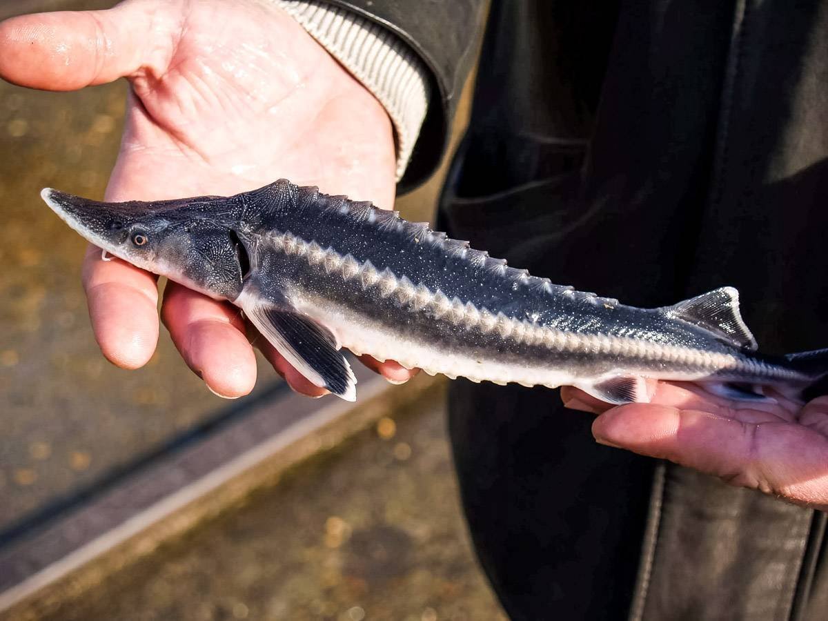 Шип севрюга рыба