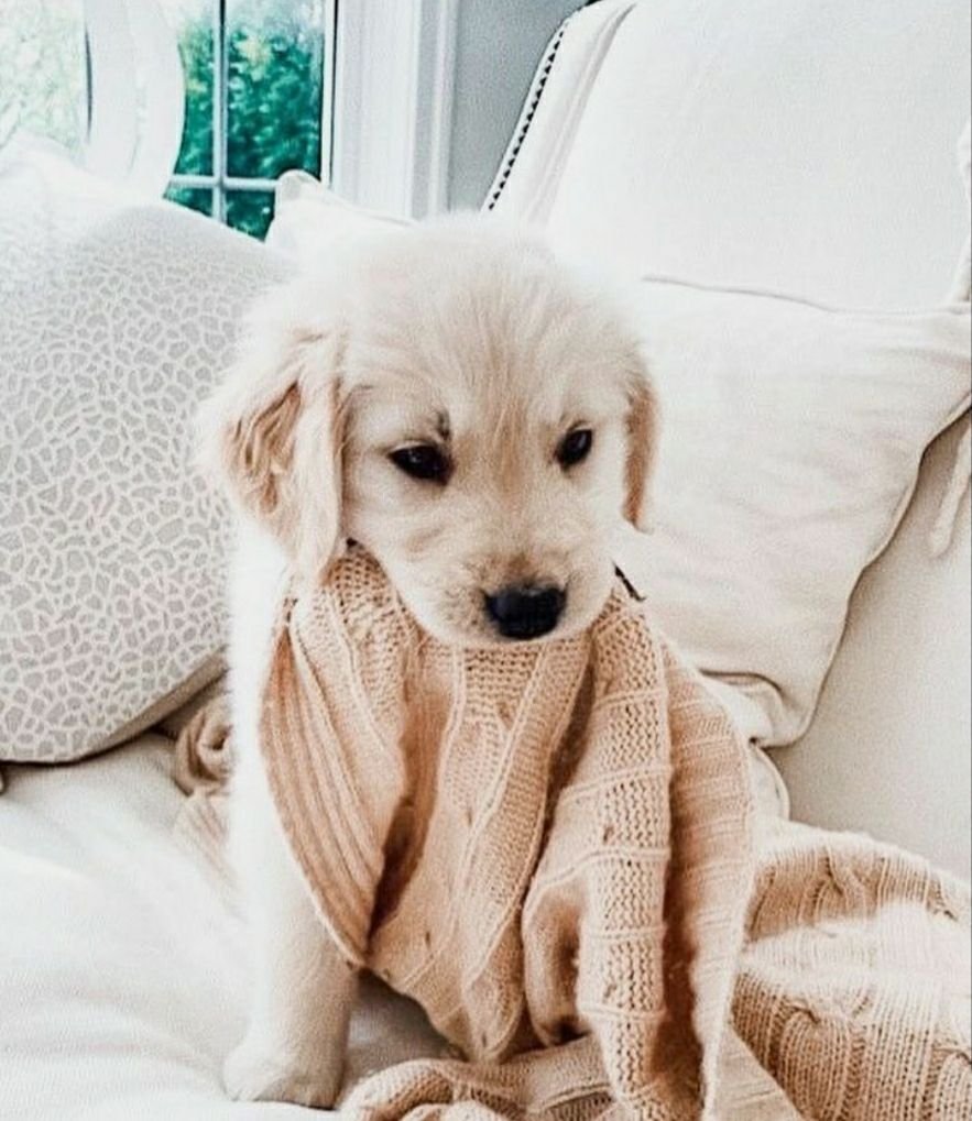 Йоркширский терьер фото