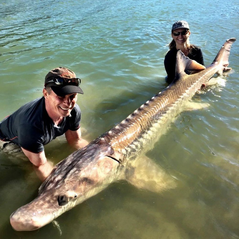 Огромный осетр