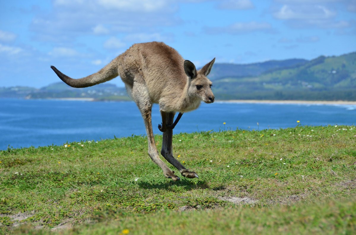 Кенгуру символ Австралии