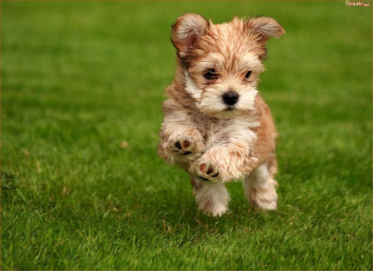 Милые собачки