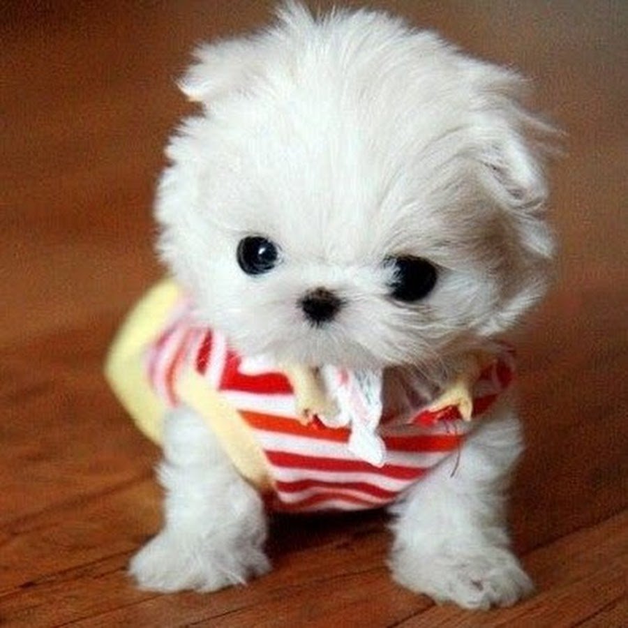 Померанский шпиц