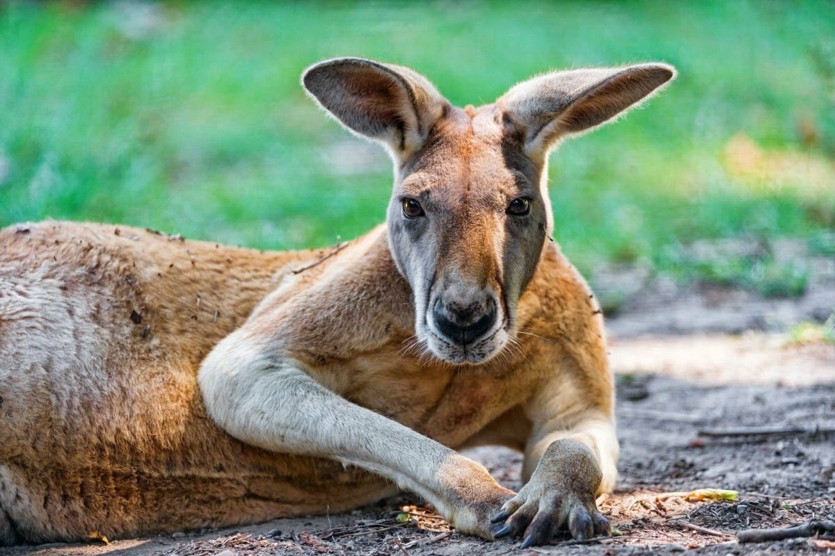 Австралийский кенгуру
